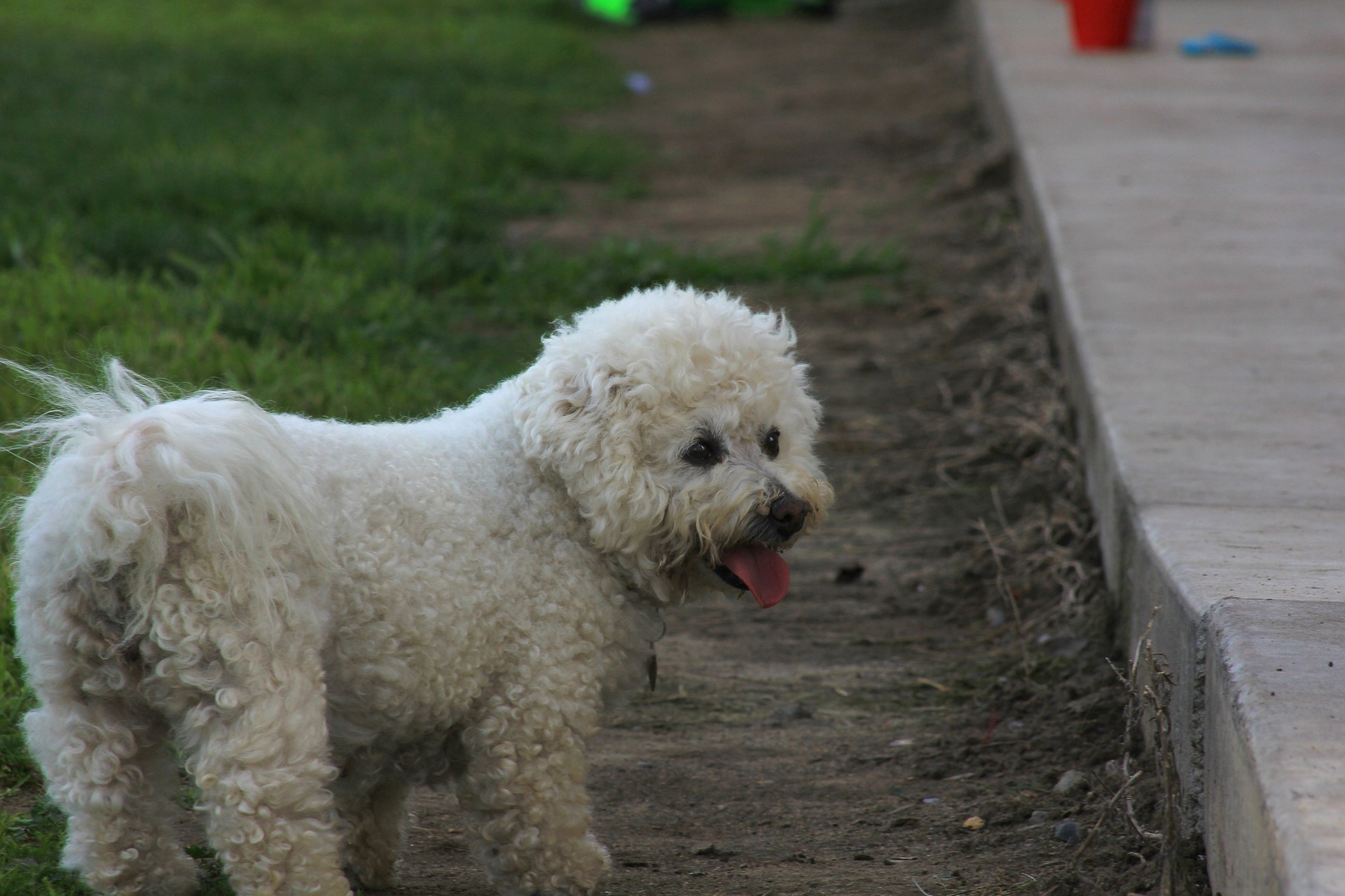 Best Dog Food For A Bichon Frise | Diet & Feeding Guide