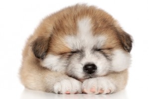 Akita Inu Puppy Sleep