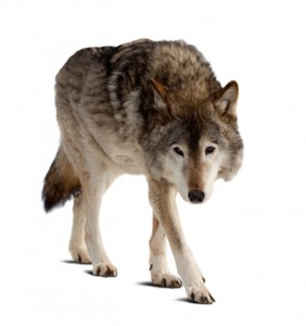 wolf. Isolated over white