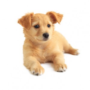 Cute golden retriever mixed-breed puppy isolated on white