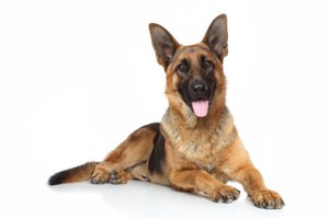 What is the Best Dog Food for a German Shepherd? | German Shepherd Dog | Dogfood.guru