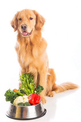 golden retriever vegetarian