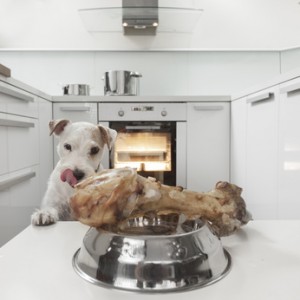 Terrier waiting for a healthy meal