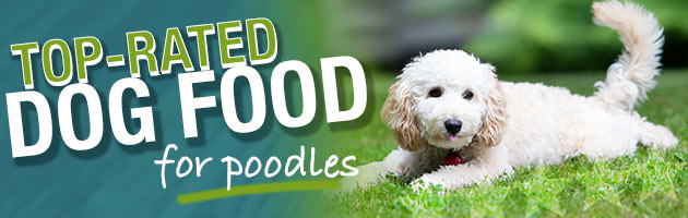 best dog food for toy poodles