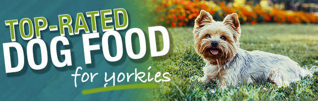 Best Dog Food for Yorkies