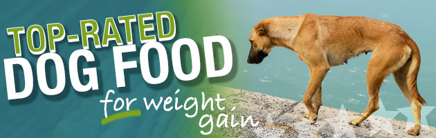 what-dog-food-helps-dogs-gain-weight