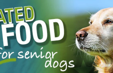 Best Dog Food For Senior Dogs