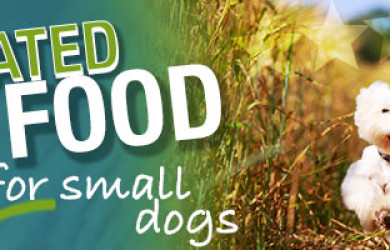 Best Dog Food For Small Dogs