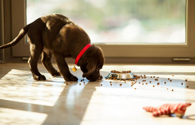 Puppy Eating