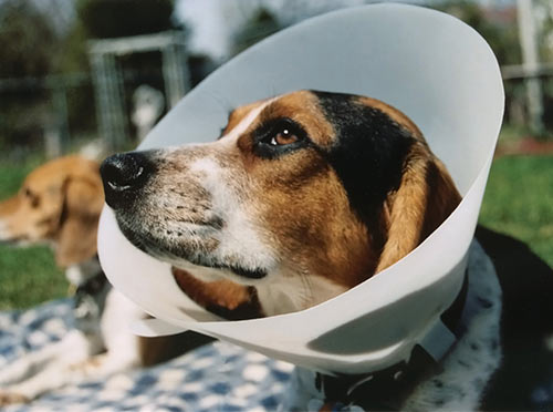 What Is The Best Dog Food for a Beagle? | Beagle in Cone | Dogfood.guru