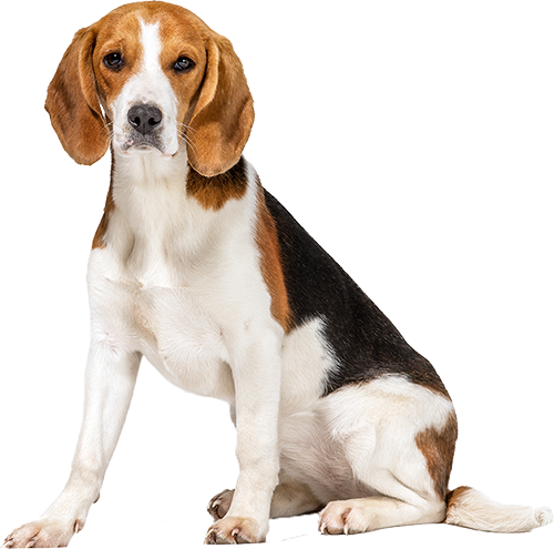 Beagle Height And Weight Chart