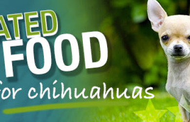 Best Dog Food For Chihuahuas