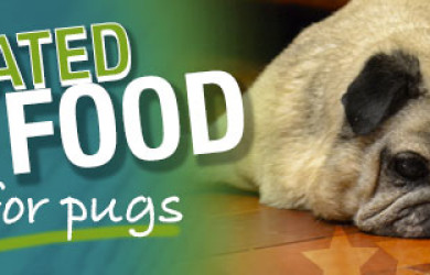 Best Dog Food For Pugs