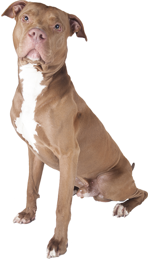 best dog food for blue nose pitbull with allergies