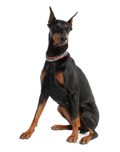 What Is The Best Dog Food for a Doberman Pinscher? | Doberman Pinscher | Dogfood.guru