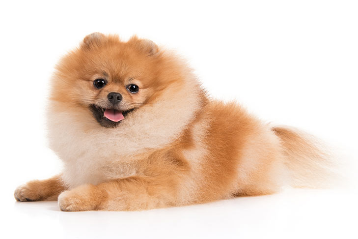 Pomeranian Puppy Diet Chart