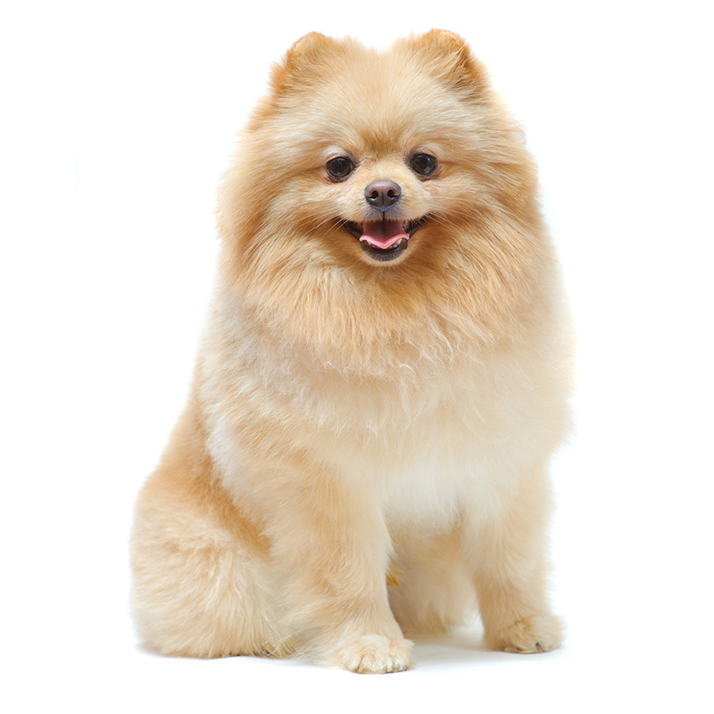 what can pomeranians eat