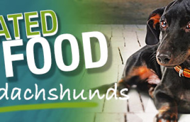 Best Dog Food For Dachshunds