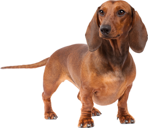 Dachshund cutout on white