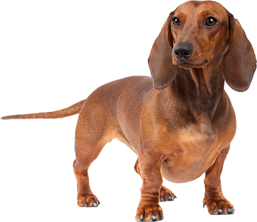 Best Dog Food For Dachshunds | Ultimate Buyer's Guide