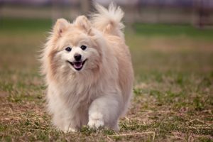 DIY No-Bake Dog Treats | Pomeranian | Dogfood.guru