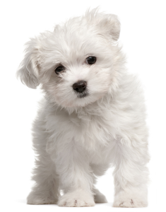 What Is The Best Dog Food for a Maltese? | Maltese Puppy | Dogfood.guru
