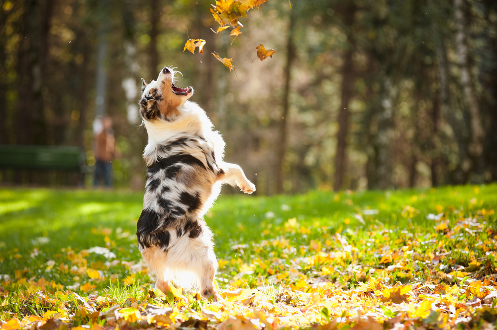 are carrots good for a australian shepherd