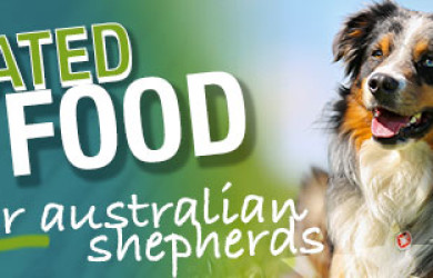 Best Dog Food For Australian Shepherds
