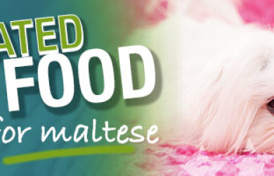 Best Dog Food For Maltese