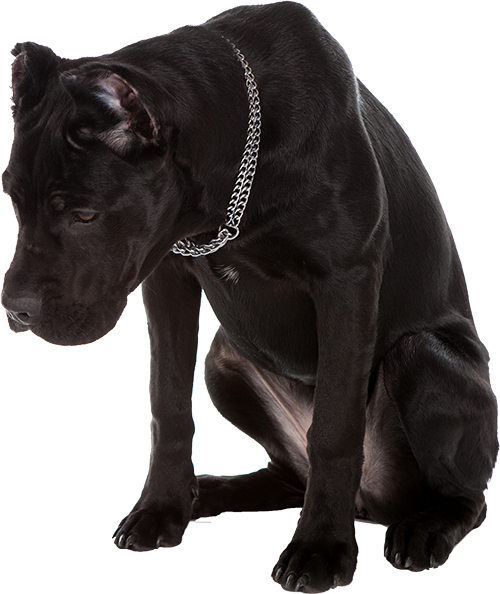 Best Dog Food For Cane Corso Ultimate Buyer's Guide