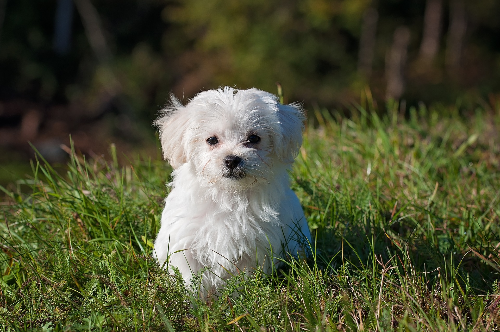 What is the Best Dog Food for a Maltese?