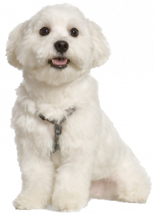 What Is The Best Dog Food for a Maltese? | Maltese | Dogfood.guru