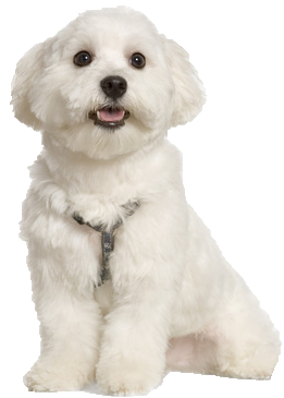 maltese terrier adult