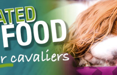 Best Dog Food For Cavalier King Charles Spaniels