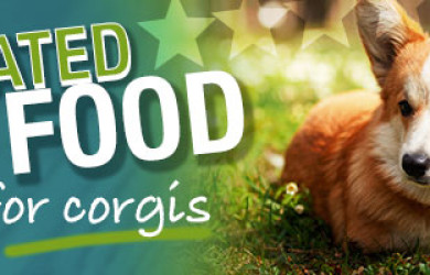 Best Dog Food For Welsh Pembroke Corgis