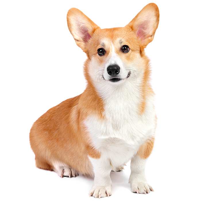 corgi raw diet