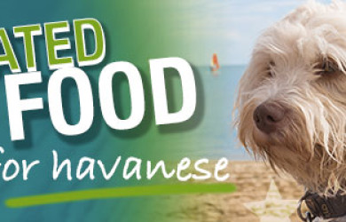 Best Dog Food For Havanese