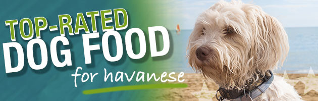 Best Dog Food For Havanese