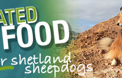 Best Dog Food For Shetland Sheepdogs