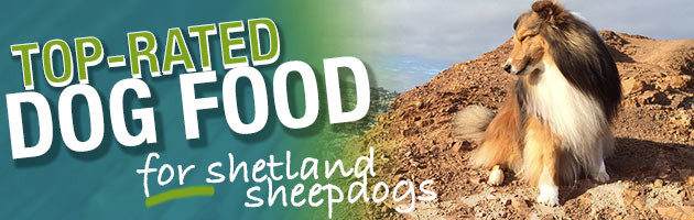 Best Dog Food For Shetland Sheepdogs