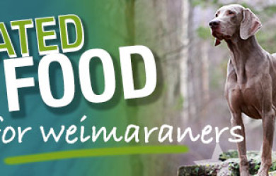 Best Dog Food For Weimaraners