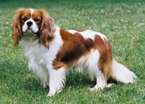 what do you feed your cavalier king charles spaniel