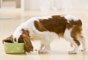 What Is The Best Dog Food for a Cavalier King Charles Spaniel? | Cavalier King Charles Spaniel | Dogfood.guru