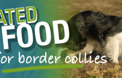 Best Dog Food For Border Collies