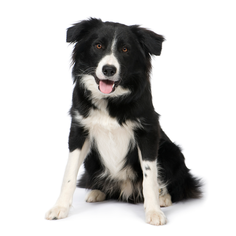 Top-Rated Dog Food For Border Collies