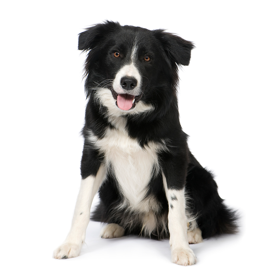 TopRated Dog Food For Border Collies
