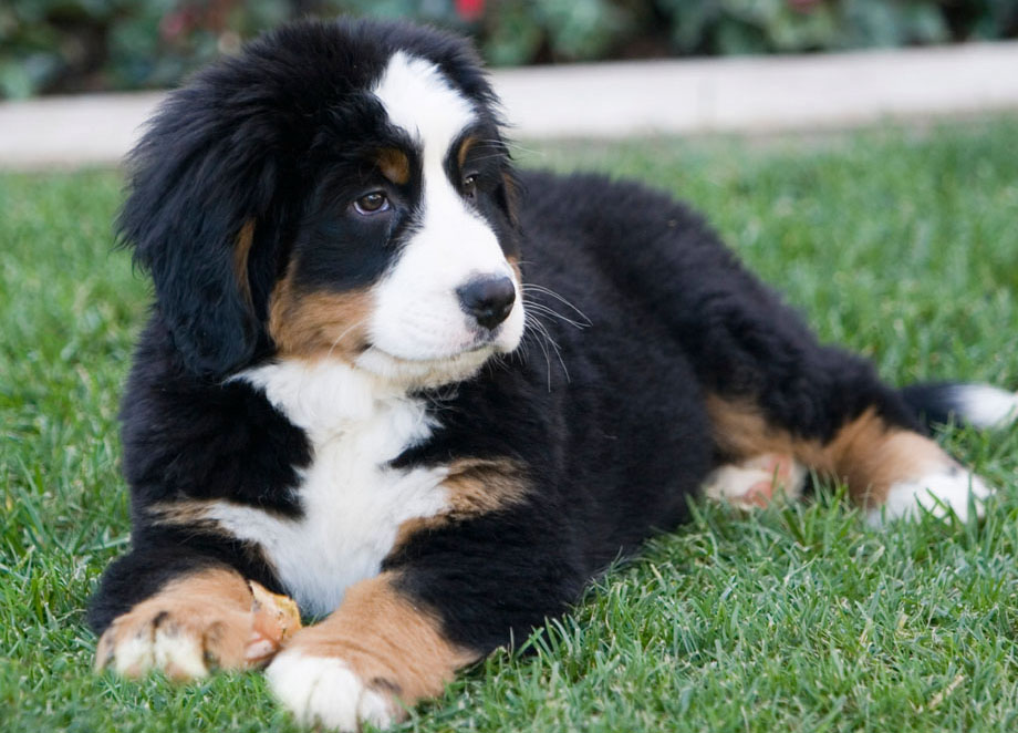 overweight bernese mountain dog