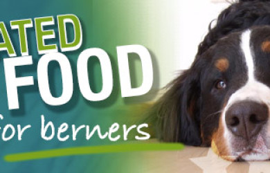 Best Dog Food For Bernese Mountain Dogs