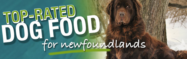 What Is The Best Dog Food for a Newfoundland