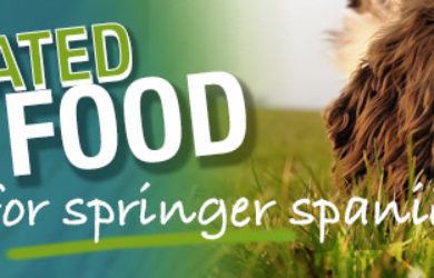 Best Dog Food For English Springer Spaniels